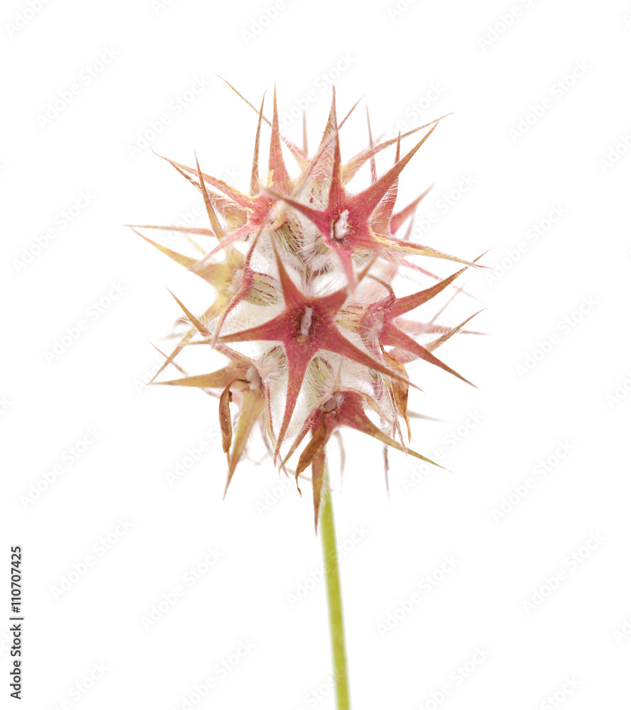 Obraz premium Flora of Gran Canaria - Trifolium stellatum