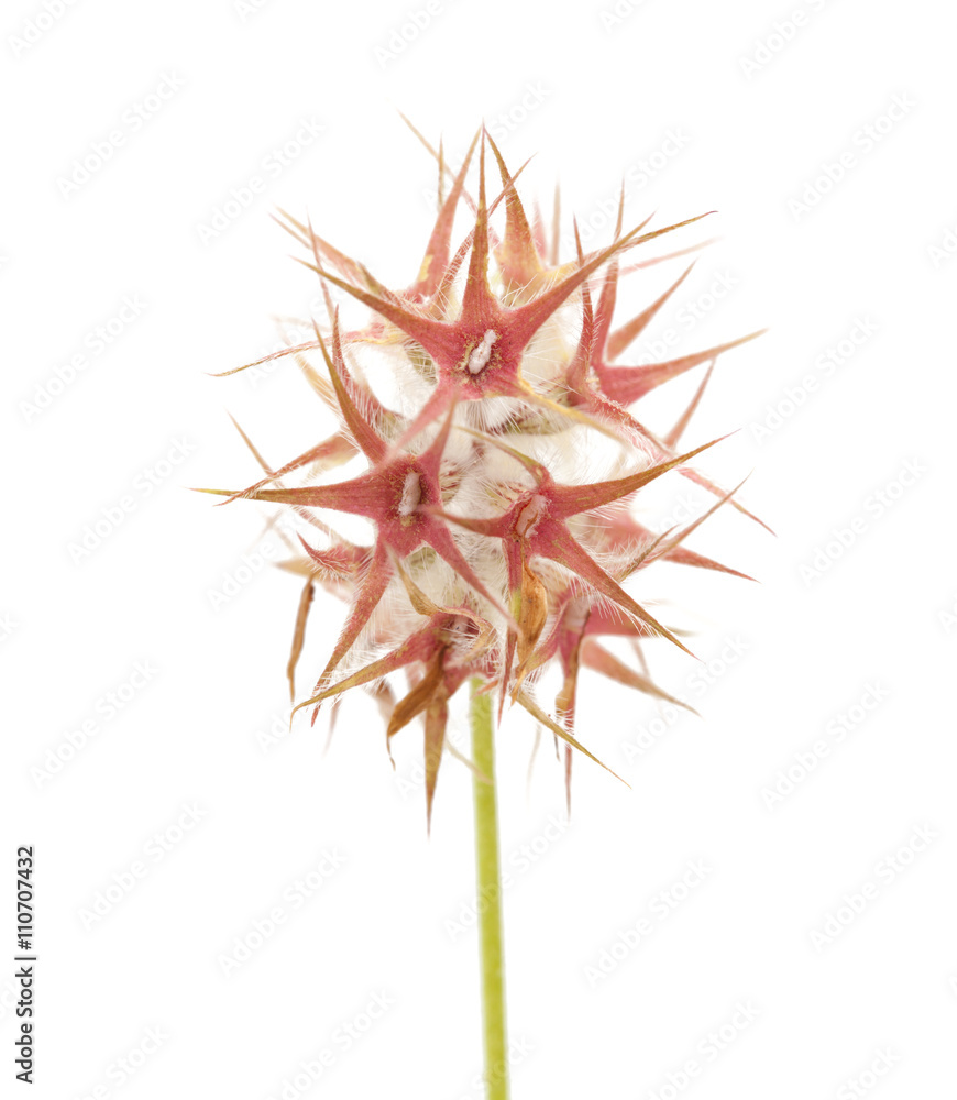 Flora of Gran Canaria - Trifolium stellatum