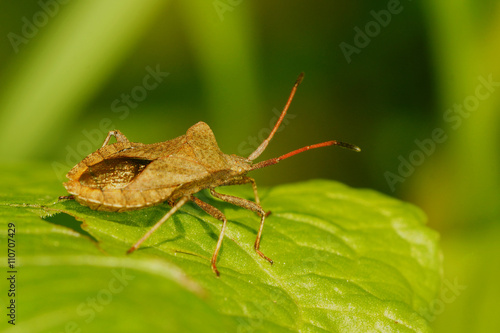 Dock Bug, Dock Leaf Bug, Brown Squash Bug, Coreus Marginatus