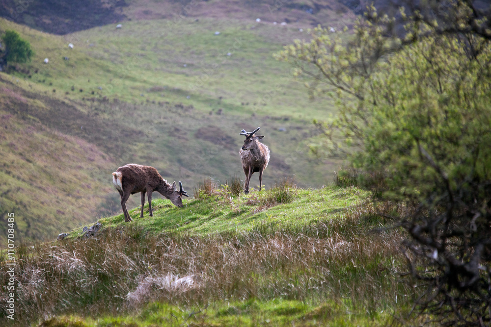 Naklejka premium Red Deer (cervus elaphus)