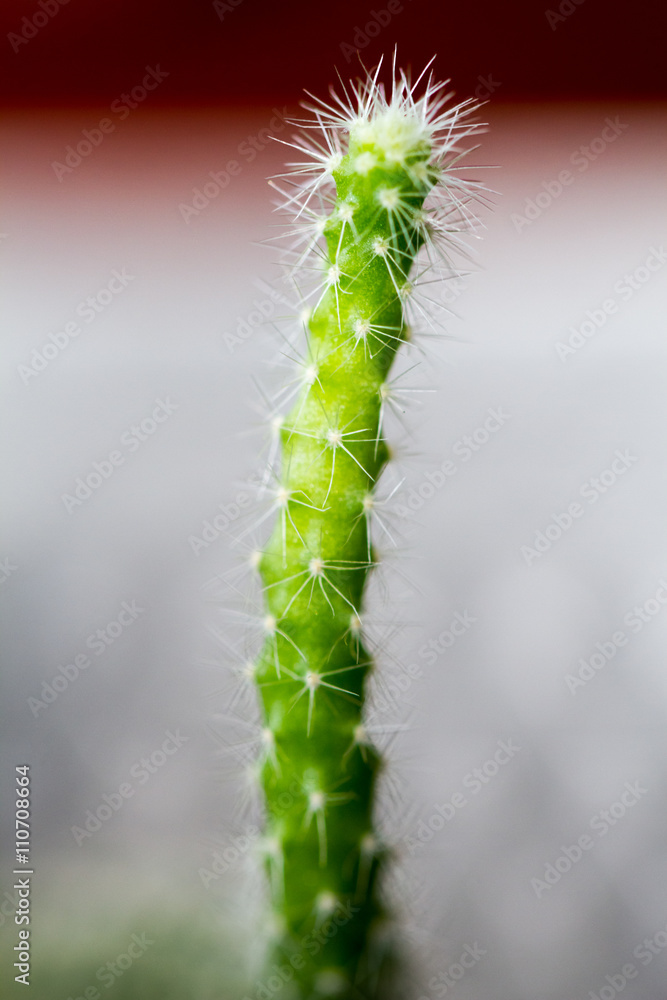 Fototapeta premium Close-up of cactus over light background