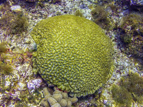 Brain Coral in Roatan Honduras