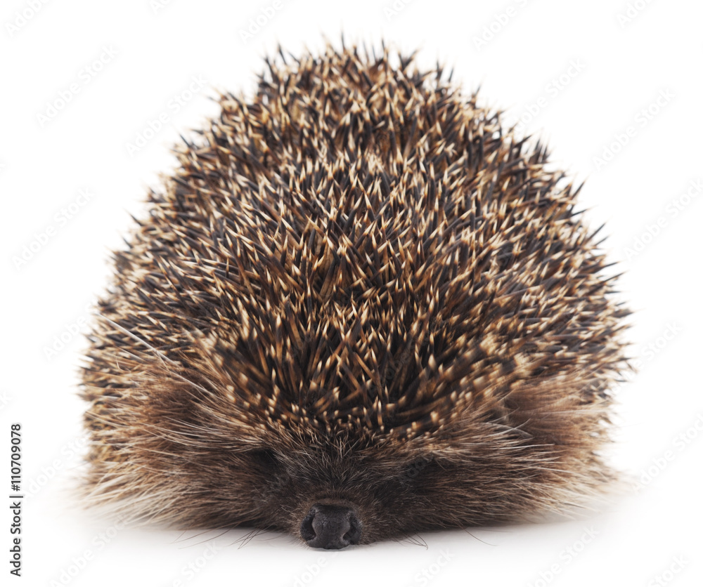Prickly hedgehog. Prickly hedgehog.