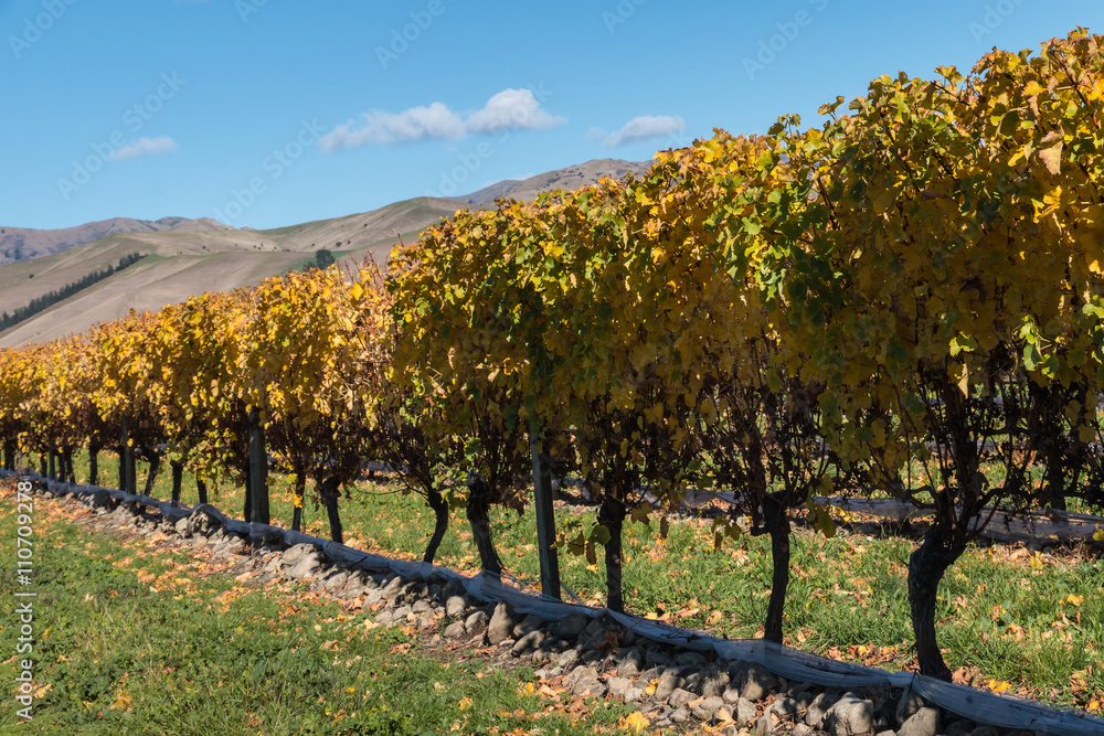 yellow leaves on grapevine in vineyard
