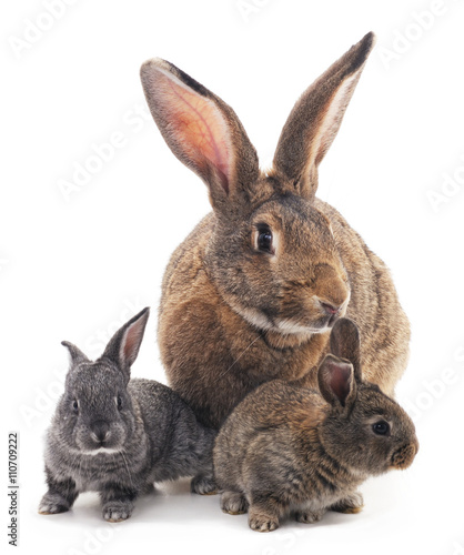 Mother and children rabbits.
