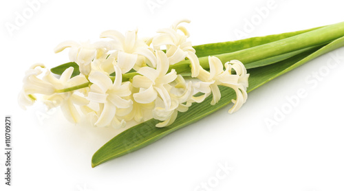 White hyacinth.