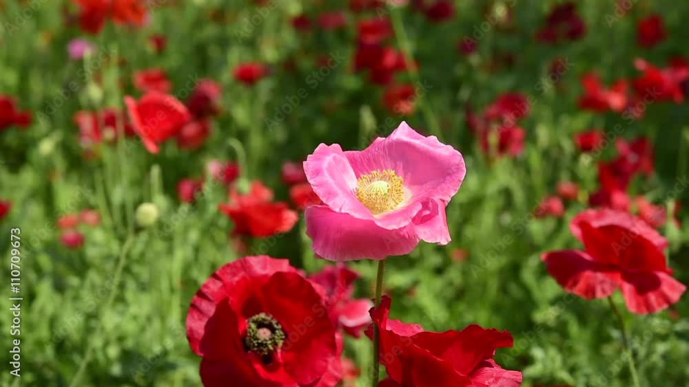Shirley poppy Shirley poppy