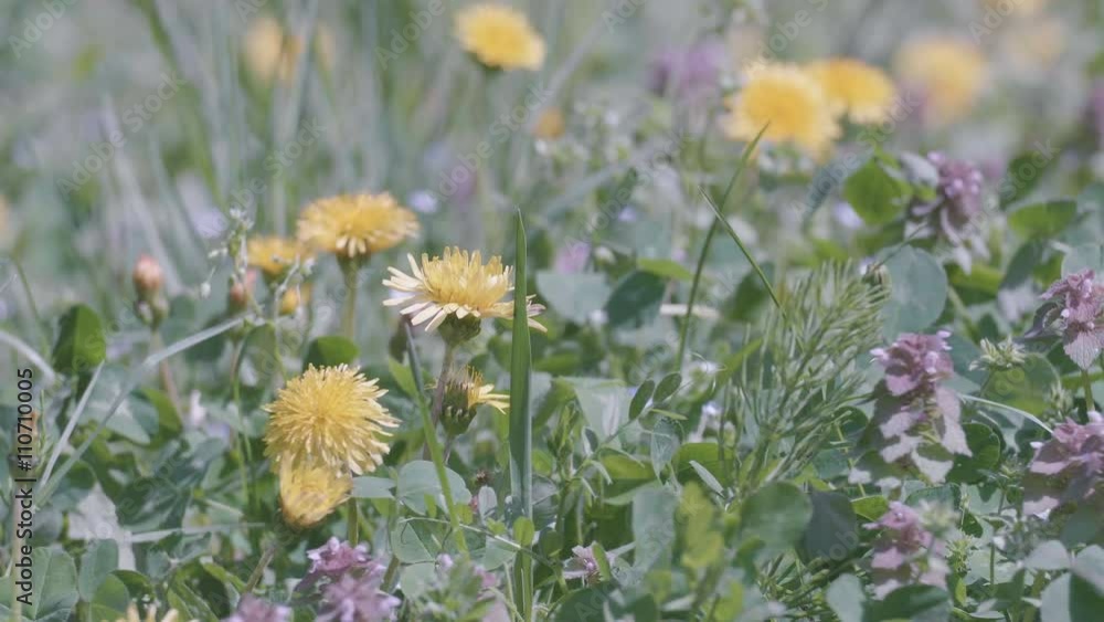 Dandelion Flowers,at Showa Memorial Park,Tokyo,Japan,Filmed in 4K. Dandelion Flowers,at Showa Memorial Park,Tokyo,Japan,Filmed in 4K.