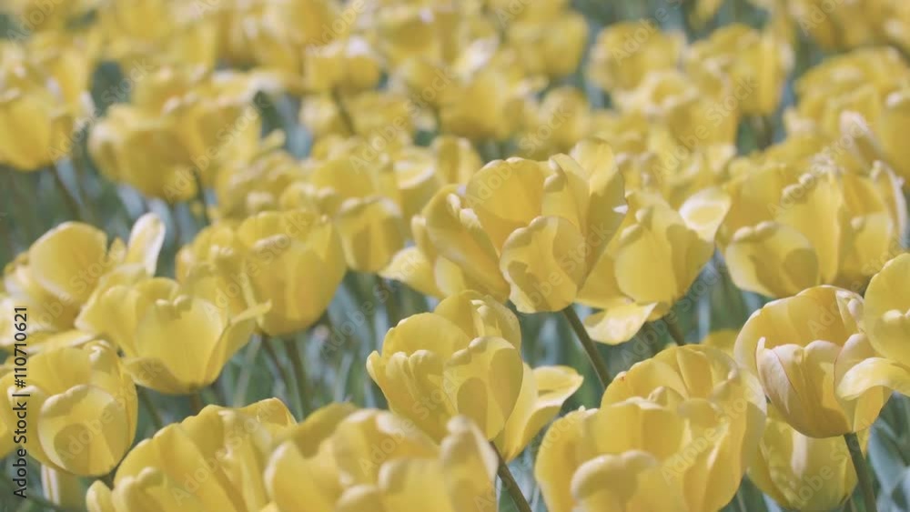 Tulip Flowers,at Showa Memorial Park,Tokyo,Japan,Filmed in 4K. Tulip Flowers,at Showa Memorial Park,Tokyo,Japan,Filmed in 4K.