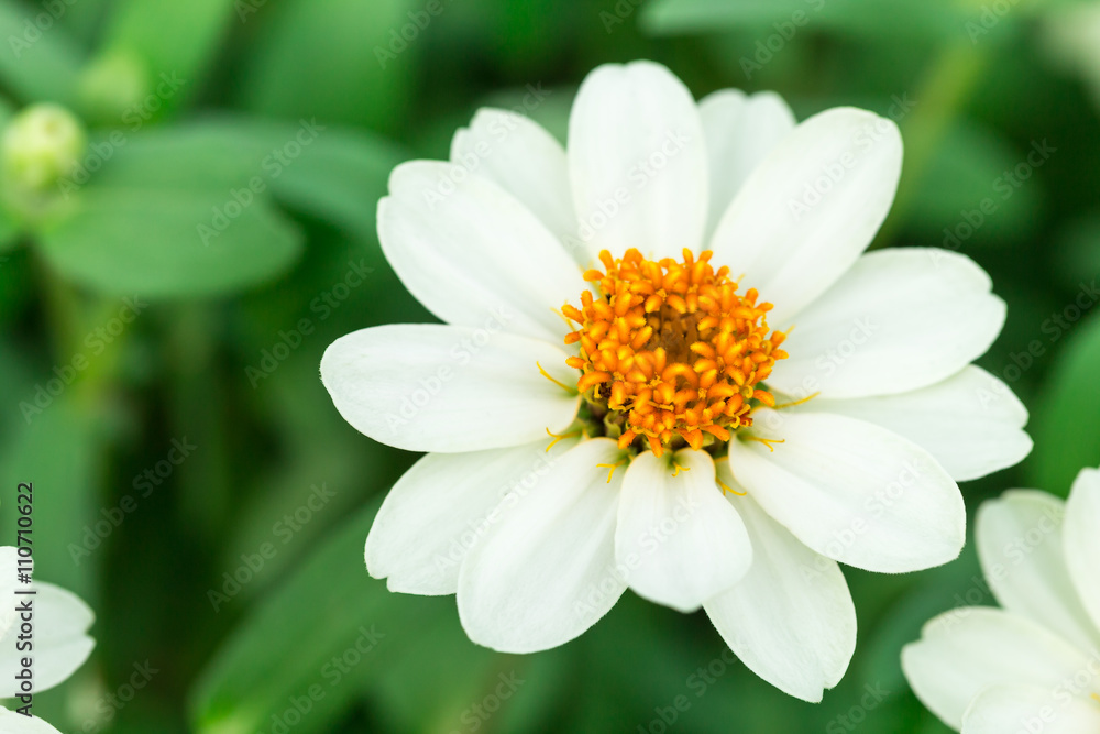 Fototapeta premium Single white flower with a copy space.