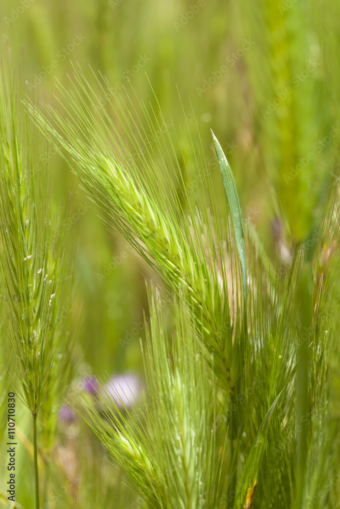 Flora of Gran Canaria - young plants of Hordeum, barley Flora of Gran Canaria - young plants of Hordeum, barley