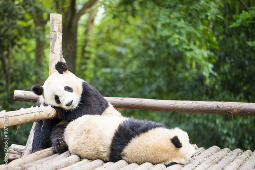 Fototapeta Naklejka Na Ścianę i Meble -  two giant pandas bear sleeping