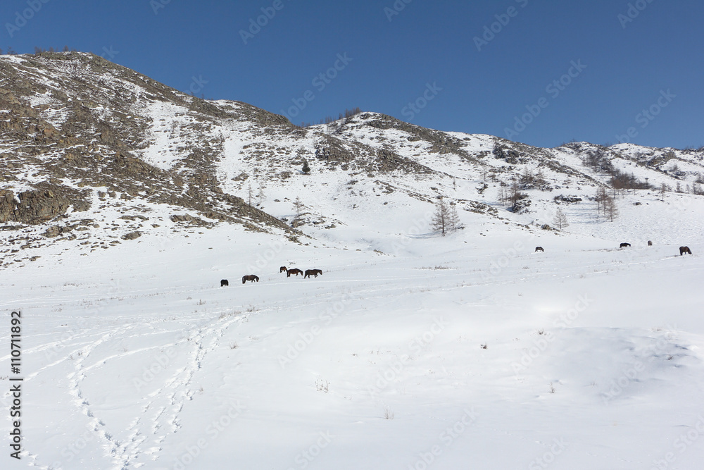 Horses are grazed on a snow glade among mountains in the early spring, Altai, Russia
