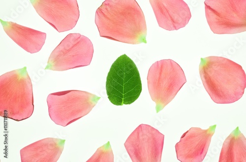 Rose s pink petals and leaf on white background