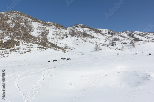 Horses are grazed on a snow glade among mountains in the early spring, Altai, Russia 