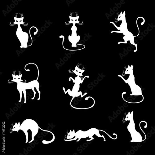 White cats set on black background