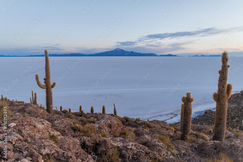 Early morning on Isla Incahuasi (Isla del Pescado) in Salar de Uyuni salt flat withTrichoreus cactus, Bolivia