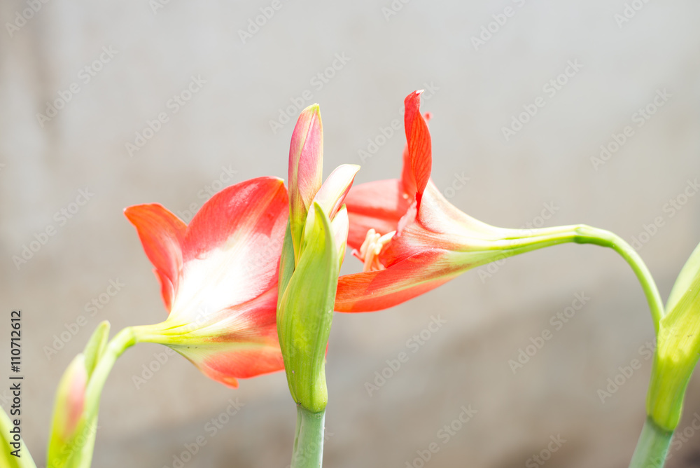 Obraz premium Orange flowes.