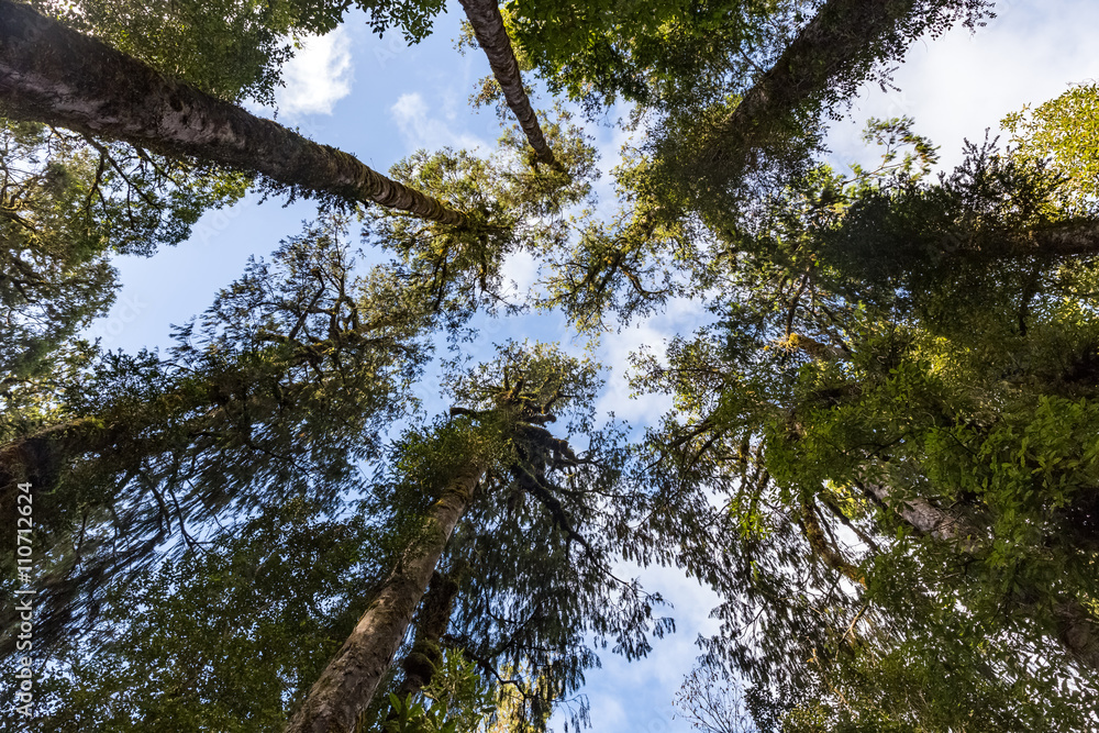 Fototapeta premium high tree in forest