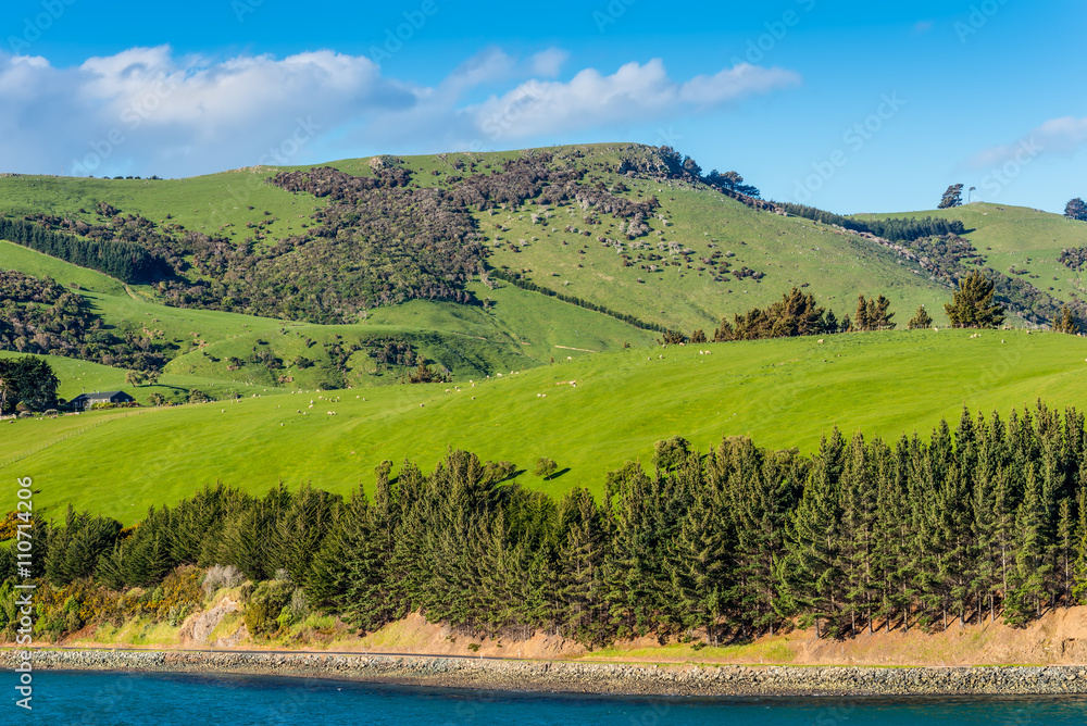 Sheep and pastures in the New Zealand