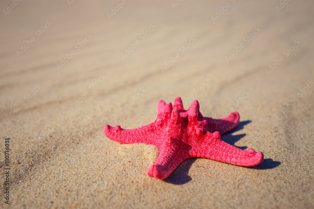 sea shells with yellow sand and sea as background sea shells with yellow sand and sea as background
