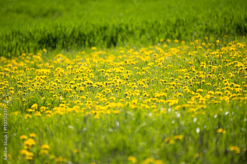 Yellow dandelion on a green background Yellow dandelion on a green background