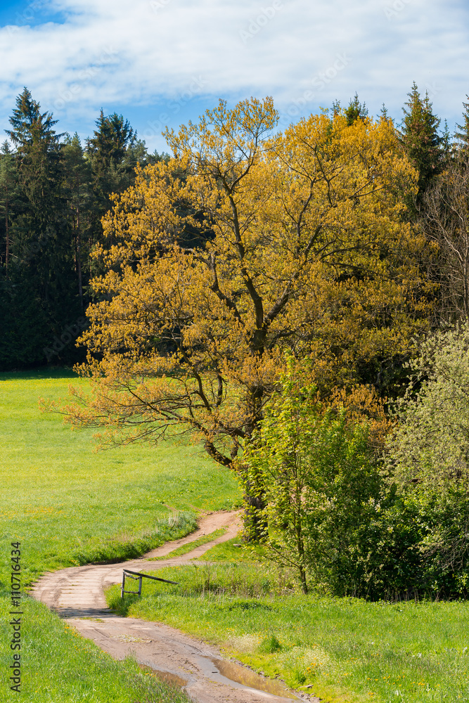 Fototapeta premium rural path with trees next to meadows