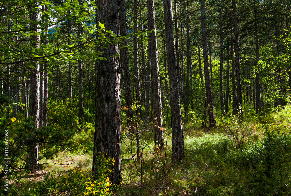 Obraz premium forêt des Hautes Alpes - France