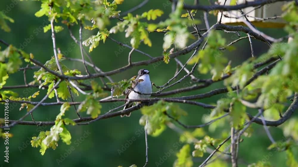 Singing European pied flycatcher (Ficedula hypoleuca) on young oak-tree
Singing European pied flycatcher (Ficedula hypoleuca) on young oak-tree