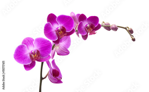 Fototapeta Naklejka Na Ścianę i Meble -  abundant flowering of magenta phalaenopsis