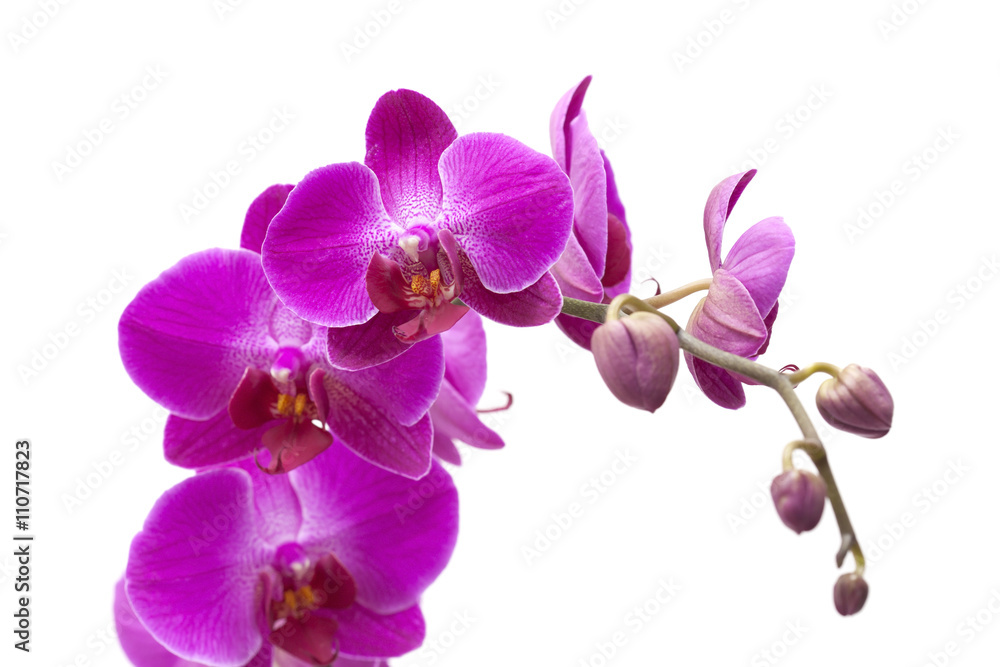 Obraz premium obfite kwitnienie magenta phalaenopsis