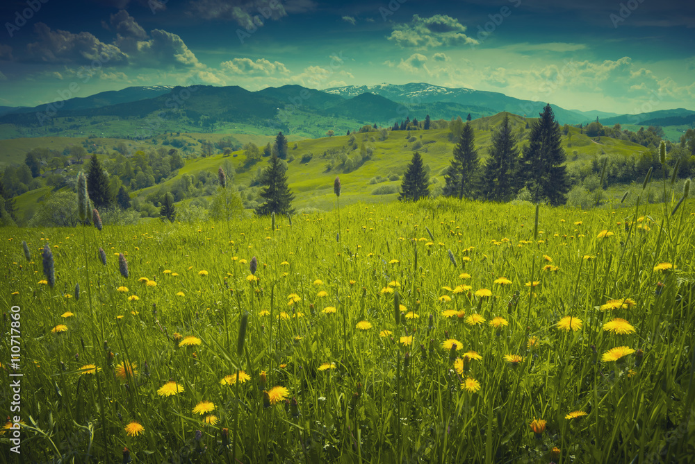 Many yellow flowers in a fresh grass. Vintage colors