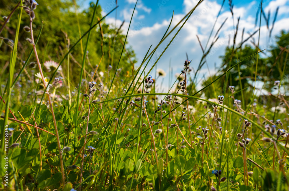 Green meadow under blue sky with clouds Green meadow under blue sky with clouds