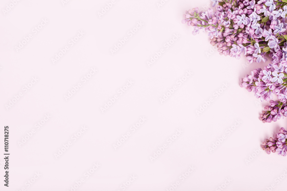 Lilac flowers on pink background on right side of pink backgroun