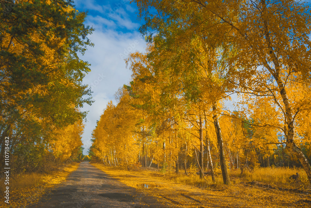 Road in a autumn birch grove
