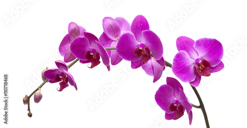 Fototapeta Naklejka Na Ścianę i Meble -  abundant flowering of magenta phalaenopsis