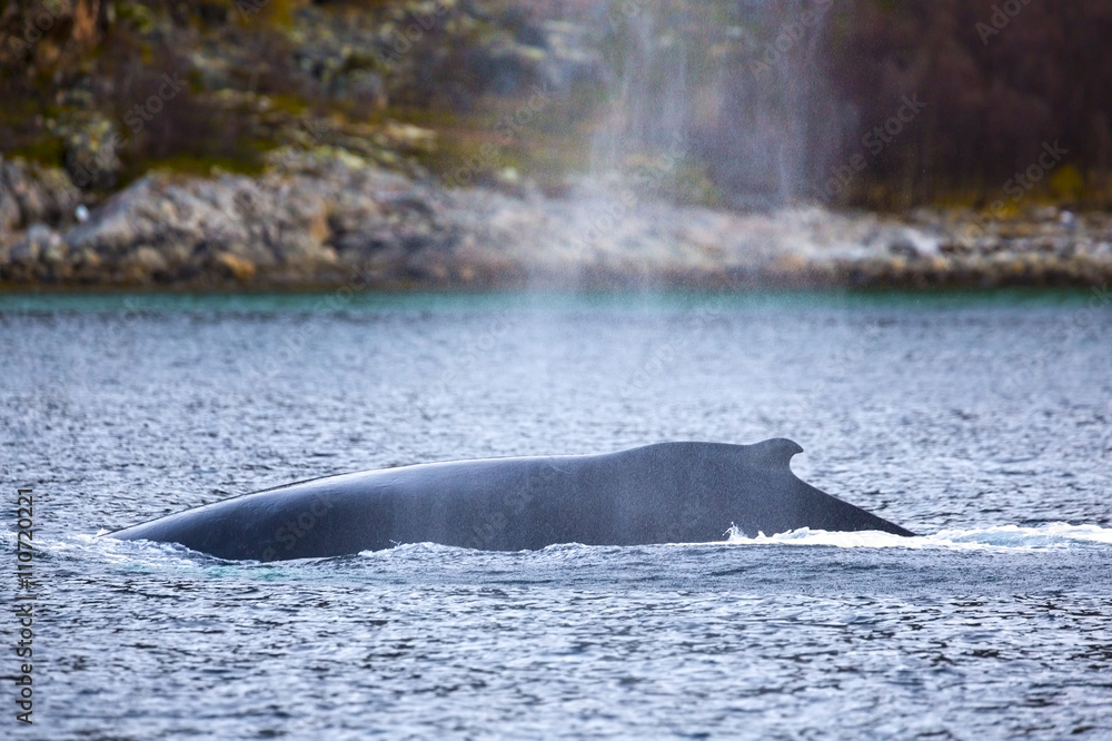 Fototapeta premium Large humpback whale in the arctic sea