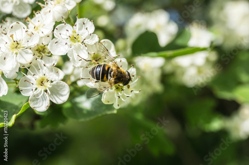 Biene auf weißer Blüte © Mathias Karner