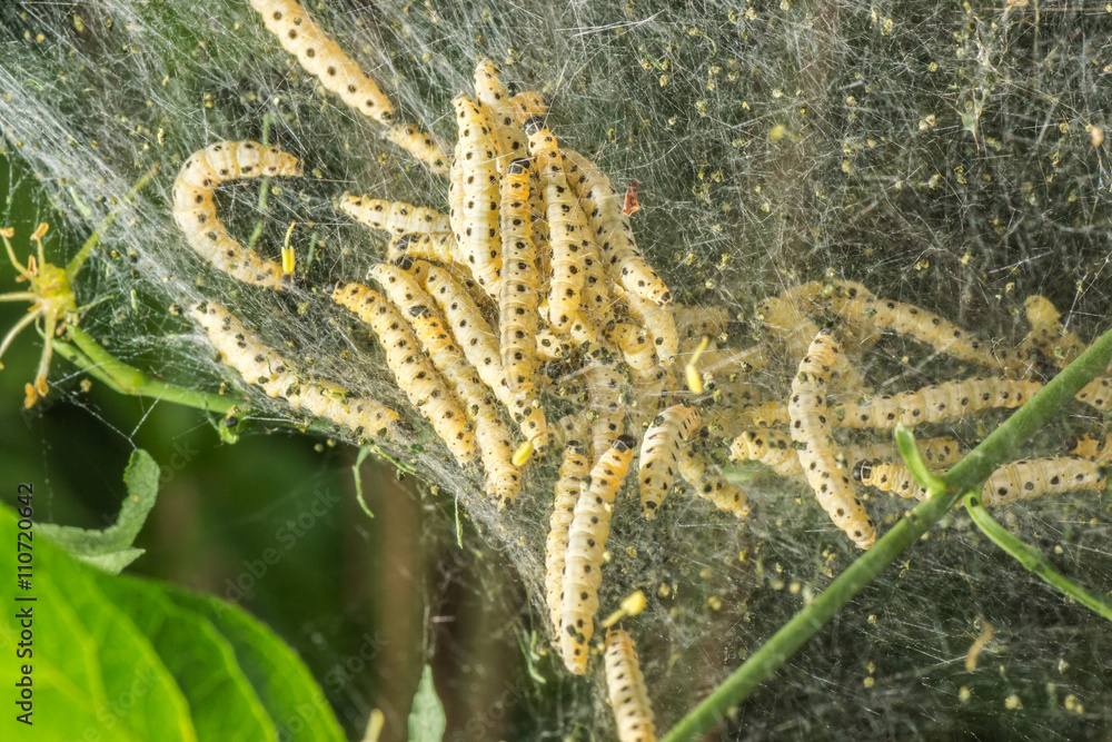 Naklejka premium Raupen-Nest