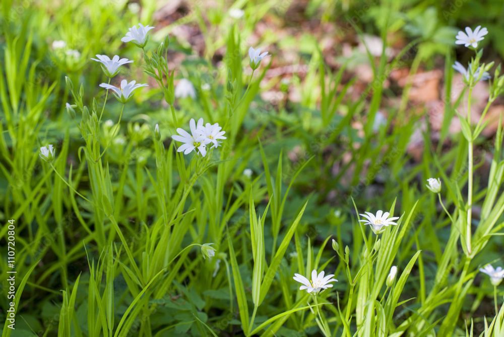 close up on stellaria media flowers close up on stellaria media flowers