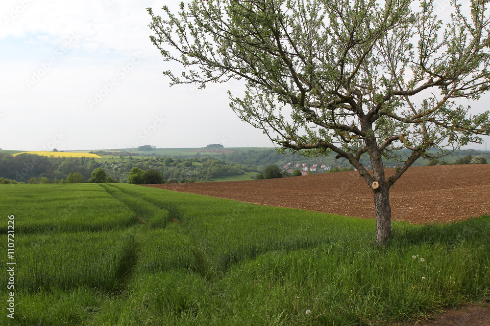 Spring landscape