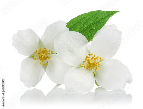 White flowers of jasmine  © mates