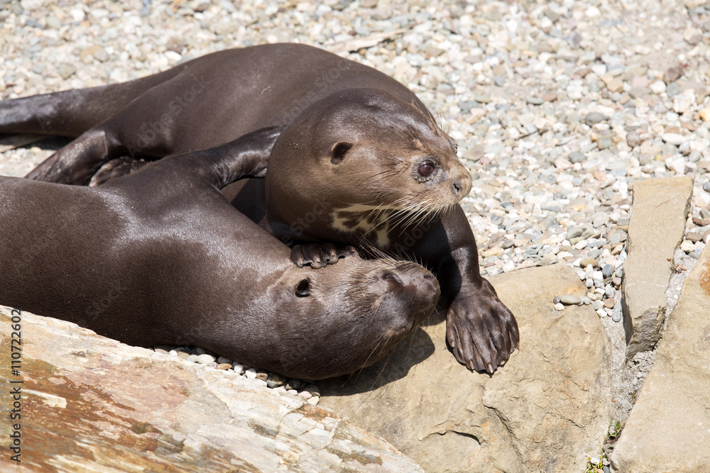 Obraz premium Giant Otter, Pteronura brasiliensis, is very playful