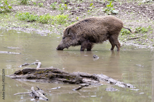 Wildschwein