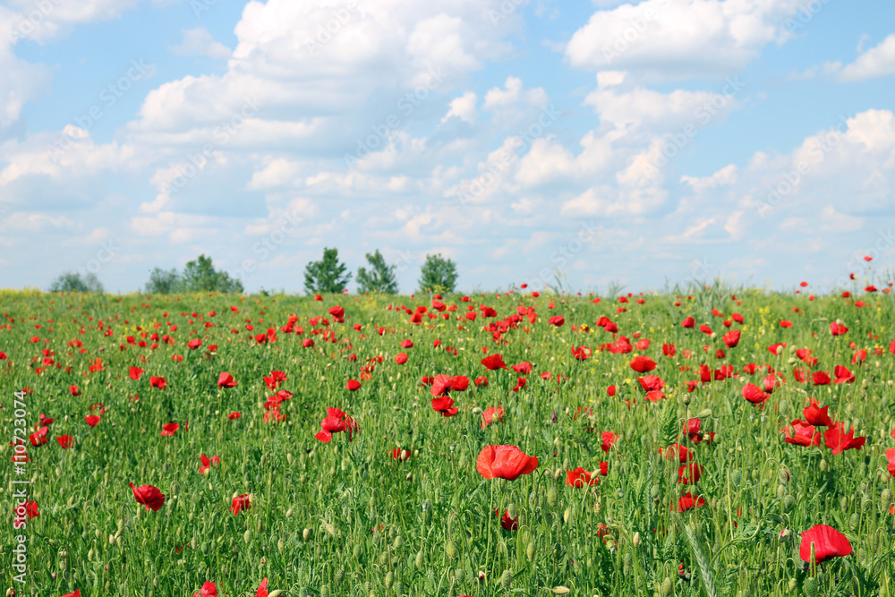 poppies flower and blue sky spring meadow landscape