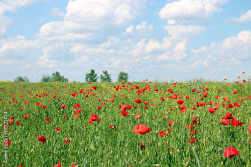 poppies flower and blue sky spring meadow landscape © goce risteski