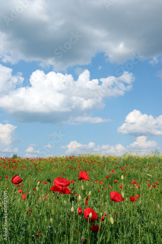 poppy flowers and blue sky meadow landscape