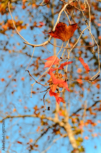 Orange dry maple leaves and blue sky background