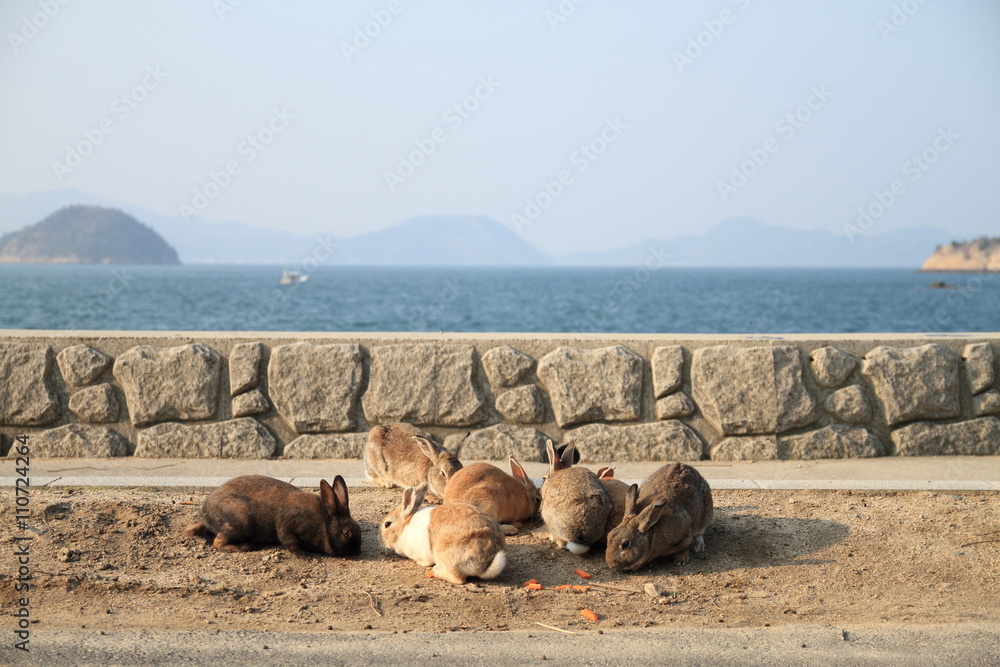 Fototapeta premium the rabbits in Okunojima island