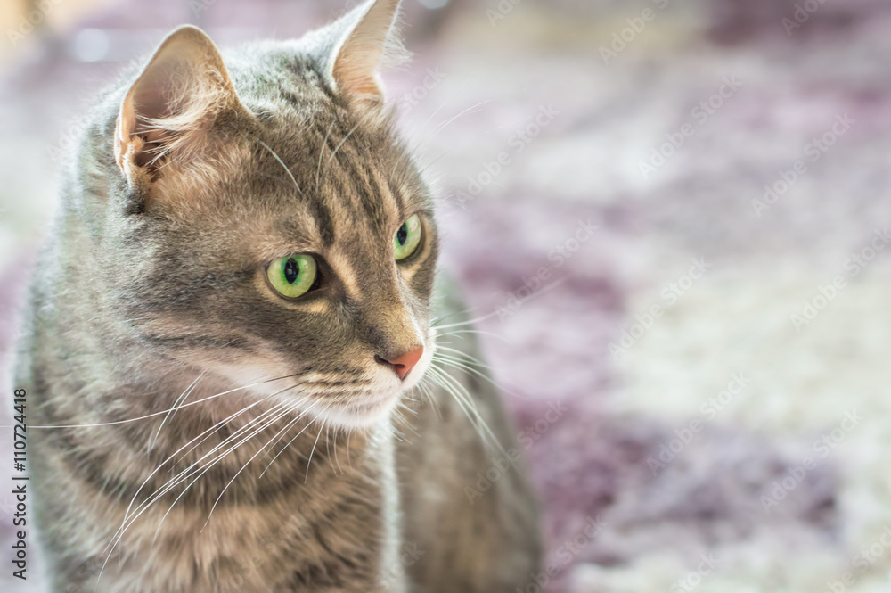 Portrait of a domestic cat with green eyes